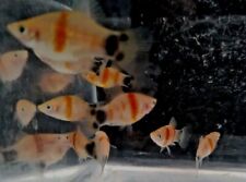 Tiger platy fry for sale  HARROW