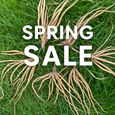 Asparagus crowns year for sale  NORTHAMPTON