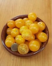 Pomodoro pepita oro usato  Italia
