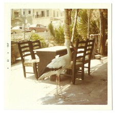 Grand oiseau table d'occasion  Rouen-