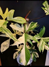 air plants for sale air plants for sale NOTTINGHAM