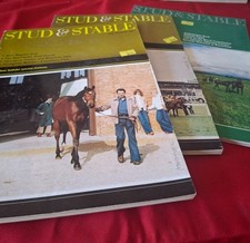 Stud stable horse for sale  STANSTED