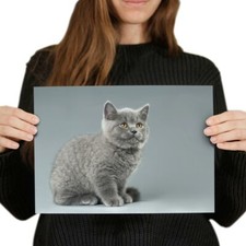 Blue british kitten for sale  SELBY