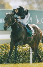 Kieren fallon horse for sale  SHEFFORD