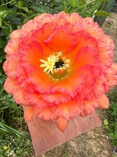 Ibrido trichocereus ka2019.15. usato  Spedire a Italy