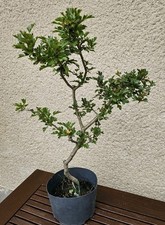 Bonsai weißdorn crataegut gebraucht kaufen  Zittau