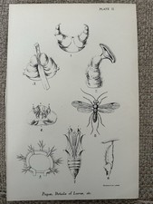 larvae for sale larvae for sale  TORRINGTON