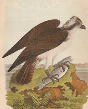 Fish hawk osprey for sale  Brunswick