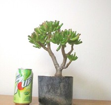Big jade gollum for sale  Garden Grove