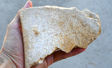 Spinosaurus spine piece for sale  Tucson