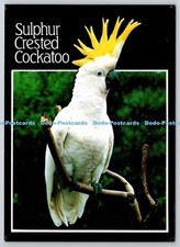 D329092 sulphur crested for sale  WARLINGHAM