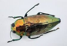 Buprestidae haplotrinchus inae gebraucht kaufen  Wadern