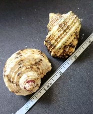 Medium turban hermit for sale  Eau Claire