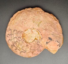 Fossile grande ammonite d'occasion Fossile grande ammonite d'occasion  Castelginest