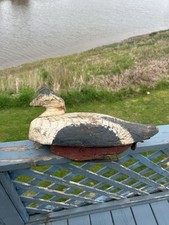 Antique maine eider for sale  Machias