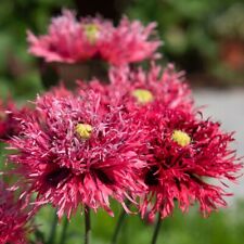 Pavot rose feathers d'occasion  Luzech