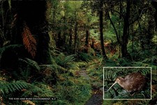 New zealand postcard gebraucht kaufen  Wöllstein