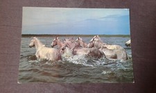 Camargue horses postcard d'occasion  Expédié en Belgium