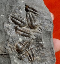 Trilobites cambriens républiq d'occasion Trilobites cambriens républiq d'occasion  Cuxac-d'Aude