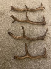 fallow deer antlers for sale fallow deer antlers for sale  ALTON