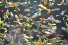 Live guppy fry for sale  Yakima