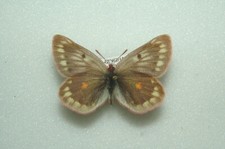 Colias baeckeri anyemagen for sale  FOLKESTONE