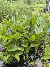 Pond plants hyacinth for sale  Morganton