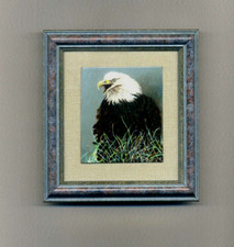 Classic american bald for sale  Gainesville