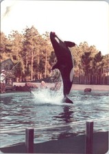 Sea orca performance for sale  Southampton