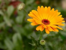 old annuals for sale old annuals for sale WELSHPOOL