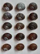 Schneckenhäuser helix aspersa gebraucht kaufen  Oldenburg (Oldenburg)