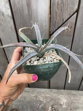gloriosa yucca for sale gloriosa yucca for sale Santa Cruz