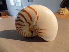 Coquillage :  NEW NAUTILIDAE NAUTILUS POMPILIUS  de 150 mm PHILIPPINES, usado comprar usado Coquillage :  NEW NAUTILIDAE NAUTILUS POMPILIUS  de 150 mm PHILIPPINES, usado comprar usado  Enviando para Brazil