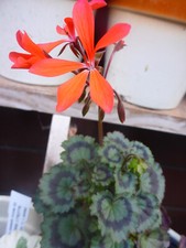 Pelargonie geranie eclipse gebraucht kaufen  Patersdorf