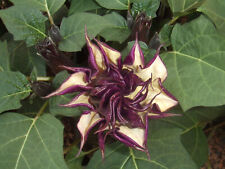 Datura stechapfel engelstrompe gebraucht kaufen  Nürnberg