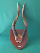 corno antilope usato corno antilope usato Italia