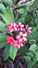Frangipani plumeria tricolour for sale  WEMBLEY