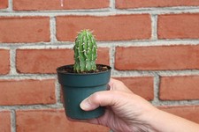 Euphorbia columnaris for sale  Nazareth