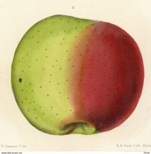 Pomologie arboriculture pomme d'occasion  France