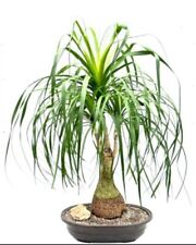 Ponytail palm bonsai for sale  Patchogue