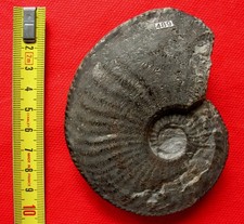 Ammonite domérien amaltheus d'occasion  La Chapelle-Saint-Luc