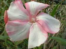 Laurier rose symie d'occasion  Villemandeur