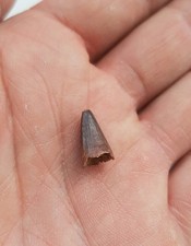 Raro dente elosuchus usato Raro dente elosuchus usato  Minerbio