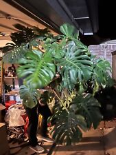 Monstera deliciosa true for sale  Mckinney