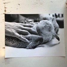 Vintage press animal d'occasion  Expédié en Belgium
