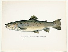 Brook trout lake for sale  NORWICH