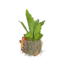 Staghorn fern plaque for sale  Apopka