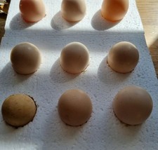 Mixed colour silkie for sale  COLCHESTER