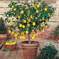 Meyer lemon tree for sale  Saylorsburg