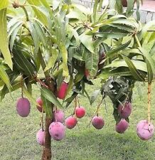 Mango live tropical for sale  Naples